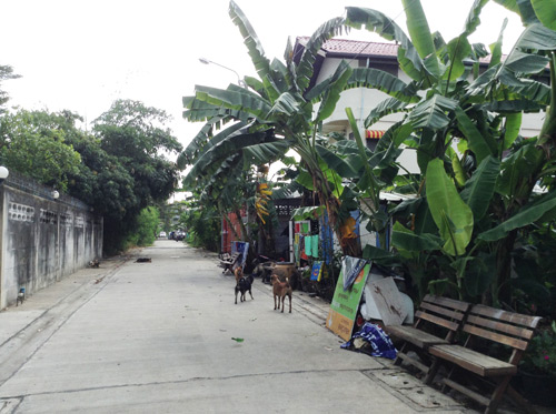 ที่ดินคู้บอน-รามอินทรา 71 